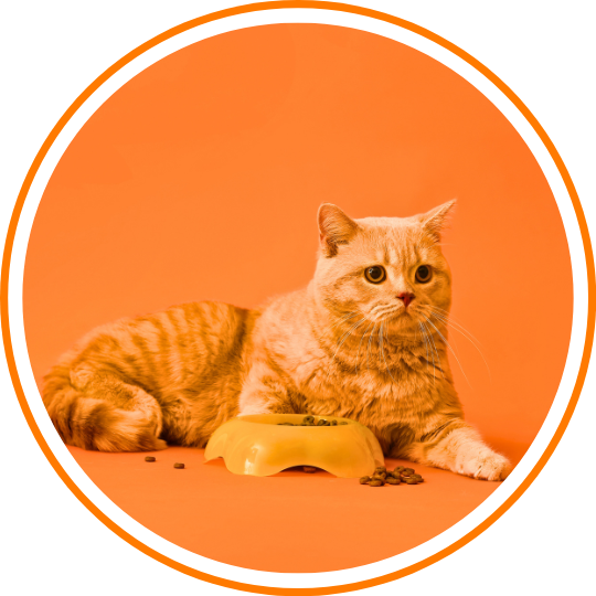 Pet Feeders &  Water Fountain