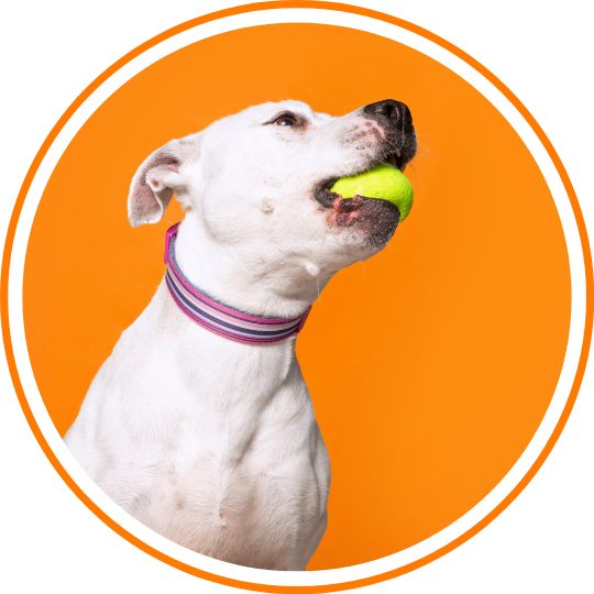 Interactive Toy Ball