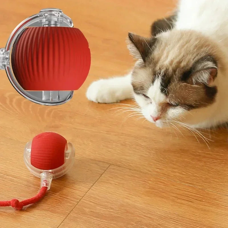 Cat & Kitten Entertainment Ball