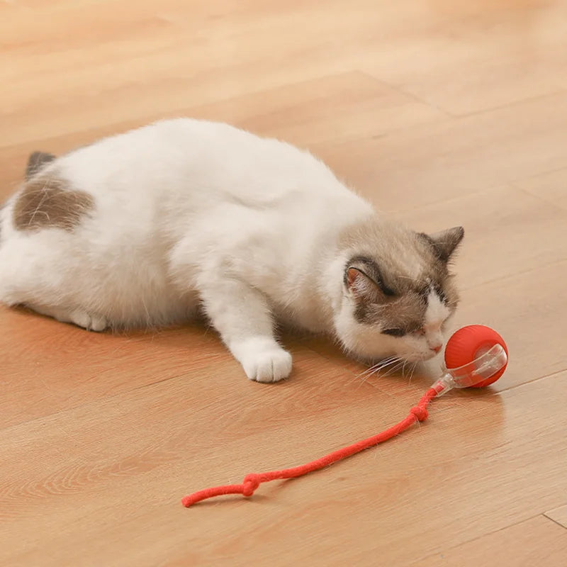 Cat & Kitten Entertainment Ball